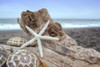 Crescent Beach Shells 6 Poster Print by Alan Blaustein - Item # VARPDXB3368D