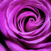 Purple Rose Poster Print by PhotoINC Studio - Item # VARPDXIN30867