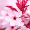 Pink Blossom Poster Print by PhotoINC Studio - Item # VARPDXIN30879