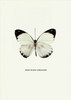 White Butterfly Poster Print by GraphINC - Item # VARPDXIN318881