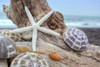 Crescent Beach Shells 7 Poster Print by Alan Blaustein - Item # VARPDXB3369D