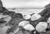 Crescent Beach Shells 4 Poster Print by Alan Blaustein - Item # VARPDXB3351D