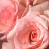 Pink Rose Poster Print by PhotoINC Studio - Item # VARPDXIN30870