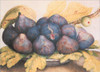 Figs by Unknown - Item # VARPDX2311