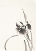 Japanese Iris I Poster Print by Chris Paschke - Item # VARPDX25172