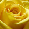 Yellow Rose Poster Print by PhotoINC Studio - Item # VARPDXIN30866