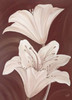 Chocolate Lillies Poster Print by Kaye Lake - Item # VARPDX85151