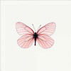 Pink Butterfly Poster Print by PhotoINC Studio - Item # VARPDXIN31289