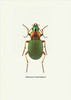 Beetle Green Poster Print by GraphINC - Item # VARPDXIN318893