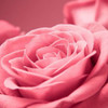 Pink Rose Poster Print by PhotoINC Studio - Item # VARPDXIN30868