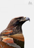 Eagle Poster Print by Clean Nature - Item # VARPDXIN32108