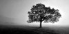 Tree in Mist Poster Print by PhotoINC Studio - Item # VARPDXIN34045