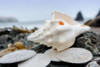 Crescent Beach Shells 11 Poster Print by Alan Blaustein - Item # VARPDXB3374D