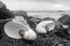Crescent Beach Shells 2 Poster Print by Alan Blaustein - Item # VARPDXB3350D