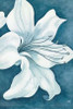 Wistful Lily II Poster Print by Kaye Lake - Item # VARPDX85232