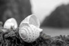Crescent Beach Shells 1 Poster Print by Alan Blaustein - Item # VARPDXB3359D