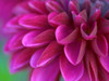 Pink Chrysanthemum Poster Print by PhotoINC Studio - Item # VARPDXIN30889