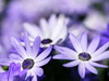 Purple Flowers Poster Print by PhotoINC Studio - Item # VARPDXIN31681