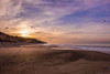 Morning Beach Walk Poster Print by Sally Linden - Item # VARPDXLIN24