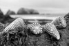 Crescent Beach Shells 3 Poster Print by Alan Blaustein - Item # VARPDXB3357D