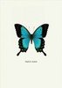 Blue Butterfly Poster Print by GraphINC - Item # VARPDXIN318883