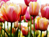 Tulips Poster Print by PhotoINC Studio - Item # VARPDXIN30888