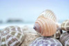 Crescent Beach Shells 15 Poster Print by Alan Blaustein - Item # VARPDXB3371D