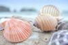 Crescent Beach Shells 10 Poster Print by Alan Blaustein - Item # VARPDXB3373D