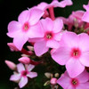 Pink Flowers Poster Print by PhotoINC Studio - Item # VARPDXIN30883