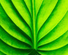 Green Design Poster Print by PhotoINC Studio - Item # VARPDXIN31649