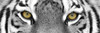 Tiger Poster Print by PhotoINC Studio - Item # VARPDXIN380052