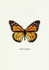 Yellow Butterfly Poster Print by GraphINC - Item # VARPDXIN318882