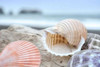 Crescent Beach Shells 9 Poster Print by Alan Blaustein - Item # VARPDXB3372D