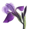 Purple Iris III Poster Print by Monika Burkhart - Item # VARPDXPSBHT242