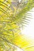 Palm Fonds Poster Print by Karyn Millet - Item # VARPDXPSMLT529