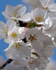 Apple Blossoms IV Poster Print by Monika Burkhart - Item # VARPDXPSBHT239