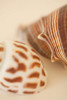 Sea Shells II Poster Print by Karyn Millet - Item # VARPDXPSMLT566