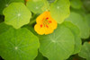 Nasturtiums I Poster Print by Karyn Millet - Item # VARPDXPSMLT499