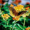 Resting Butterfly I Poster Print by Alan Hausenflock - Item # VARPDXPSHSF2152