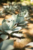 Succulent Garden III Poster Print by Karyn Millet - Item # VARPDXPSMLT733