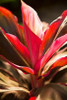 Red Ti Leaves Poster Print by Karyn Millet - Item # VARPDXPSMLT720