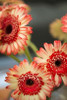 Red and White Daisies I Poster Print by Karyn Millet - Item # VARPDXPSMLT711