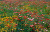 Wildflower Field Poster Print by Lee Peterson - Item # VARPDXPSPSN259