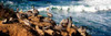 La Jolla Pelicans II Poster Print by Alan Hausenflock - Item # VARPDXPSHSF2011