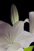 White Lilies IV Poster Print by Monika Burkhart - Item # VARPDXPSBHT247