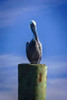 Mr. Pelican I Poster Print by Alan Hausenflock - Item # VARPDXPSHSF1848