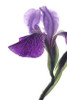 Purple Iris II Poster Print by Monika Burkhart - Item # VARPDXPSBHT241