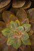 Succulent I Poster Print by Karyn Millet - Item # VARPDXPSMLT535