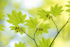 Vine Maple I Poster Print by Kathy Mahan - Item # VARPDXPSMHN716