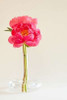 Pink Peonies in Vase I Poster Print by Karyn Millet - Item # VARPDXPSMLT437